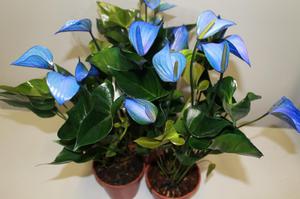 Opis biljke anthurium