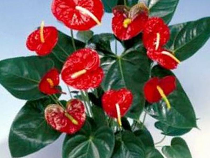 Zalijevanje anthuriumom Kako uzgajati anthurium