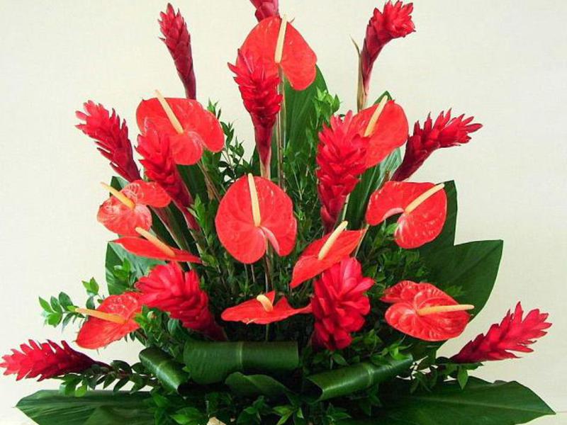 Buket anthurium Rodno mjesto anthuriuma su tropi južne Amerike uzgoj i njega anthuriuma.