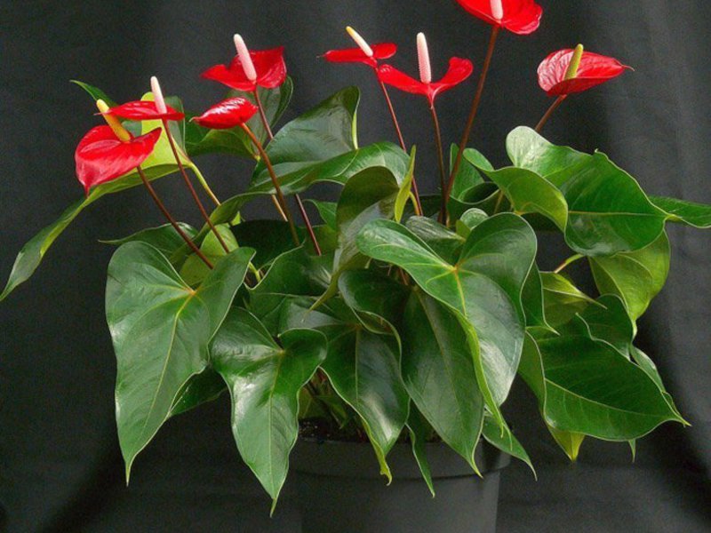 Zašto je cvijet muška sreća Sorte sorti anthurium