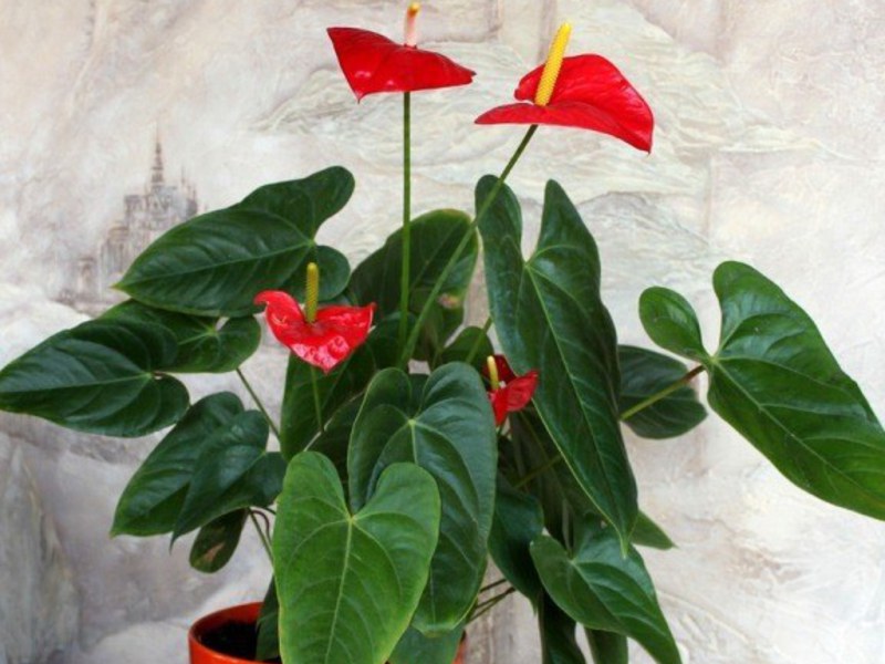 Ime cvijeta Zašto je cvijet anthurium tako nazvan
