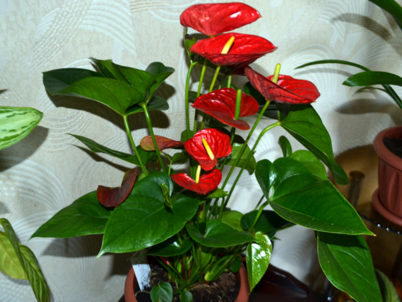 Kako saditi cvijet anthurium Koliko dugo cvjeta anthurium