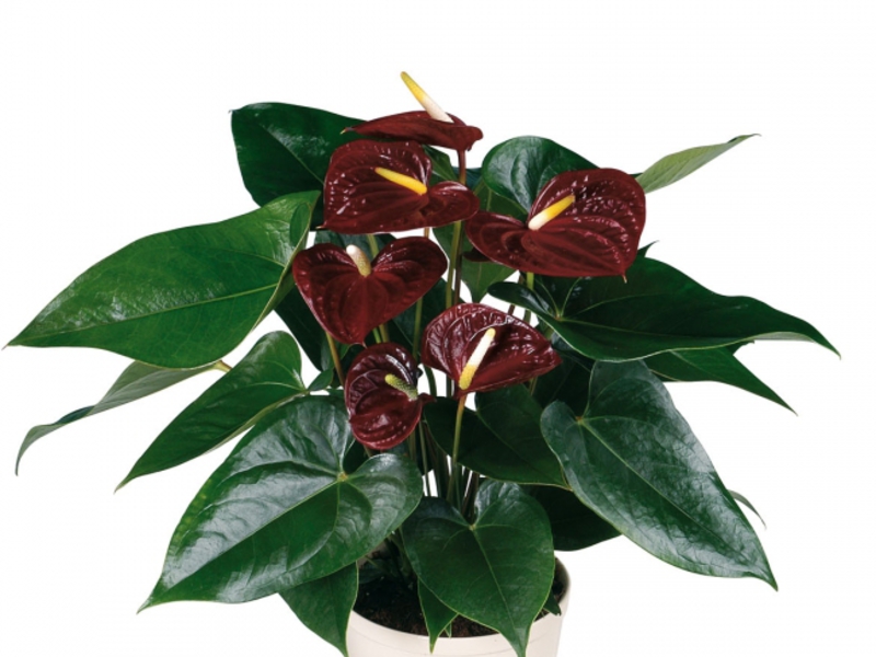 Vrste anthuriuma Cvjetajući anthurium