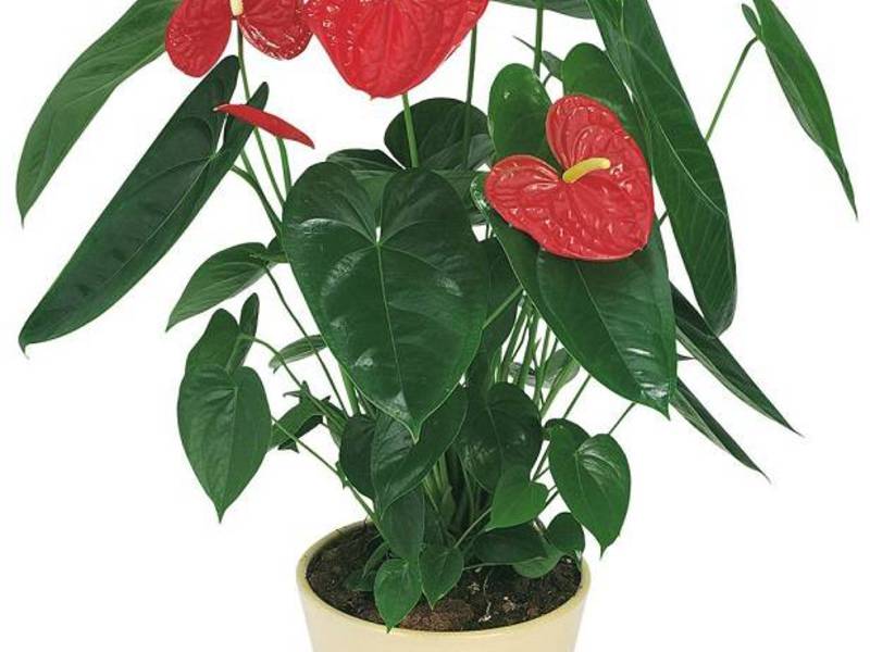 Sobni cvjetni anthurium Domaći anturij