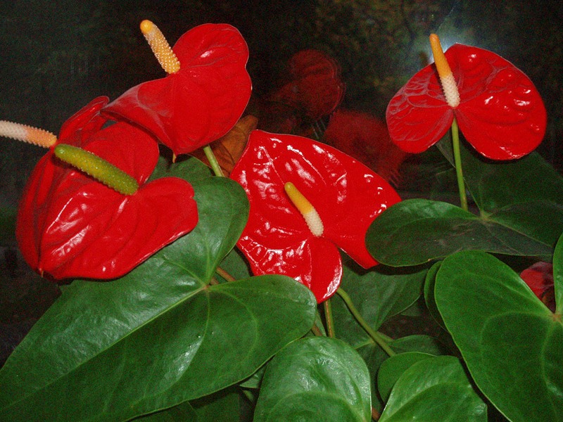Kako se brinuti za cvijet Kakve uvjete voli anthurium?
