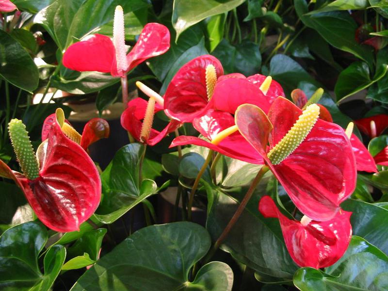 Muški cvijet anthurium Kako raste anthurium