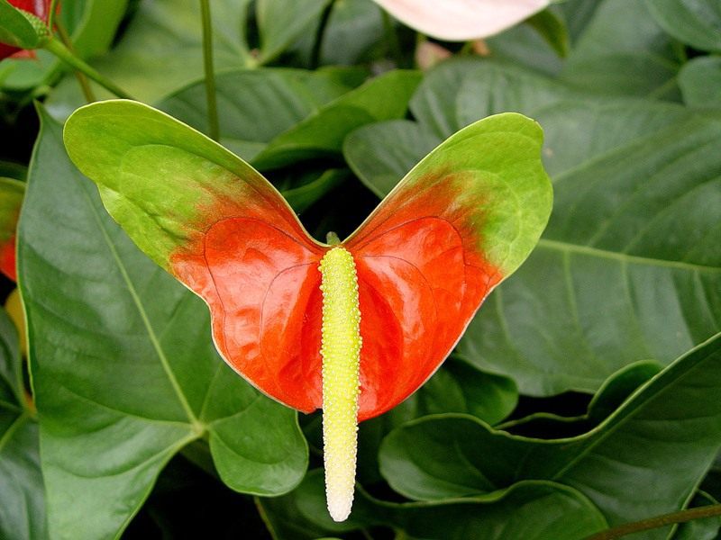 Opis cvijeta anthurium Uzgoj i briga o anthuriumu