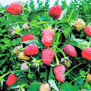 Zrele maline