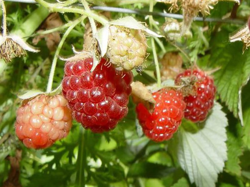 Sorta maline Tarusa Značajke sorte maline