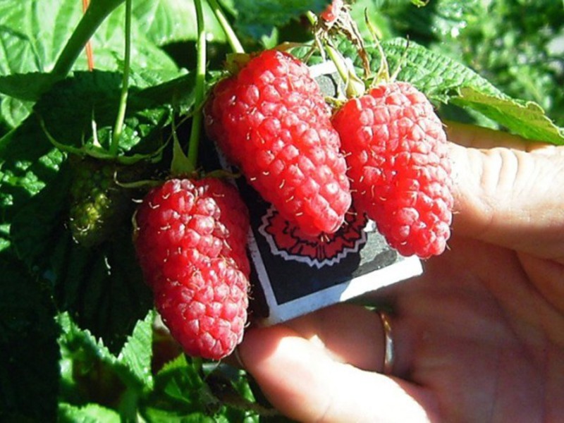 Kako i čime gnojiti maline Kako uzgajati maline sorte Tarusa