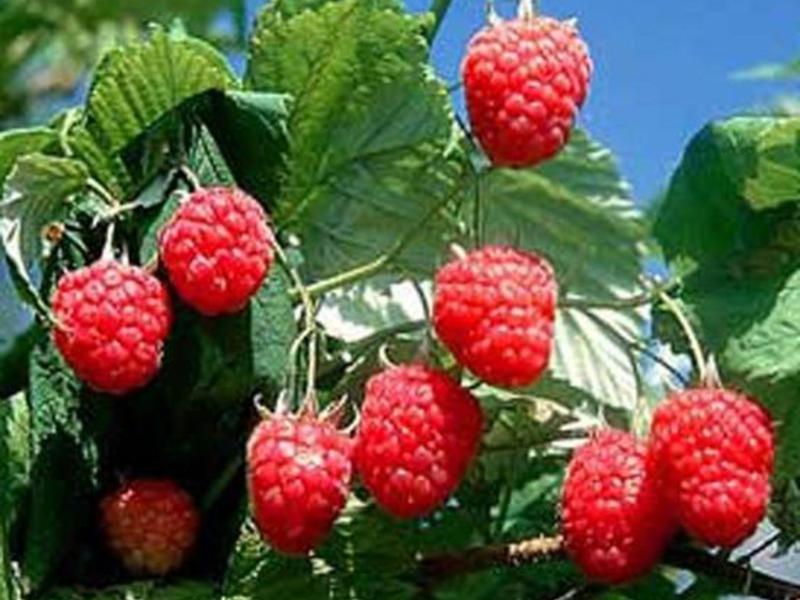 Sorta maline Tarusa Kako i čime gnojiti maline