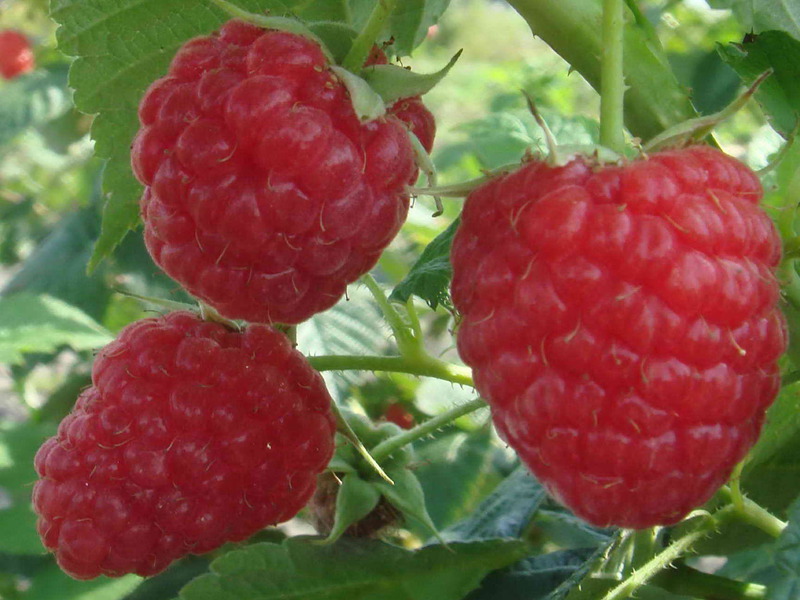 Maline u izobilju Sorta maline