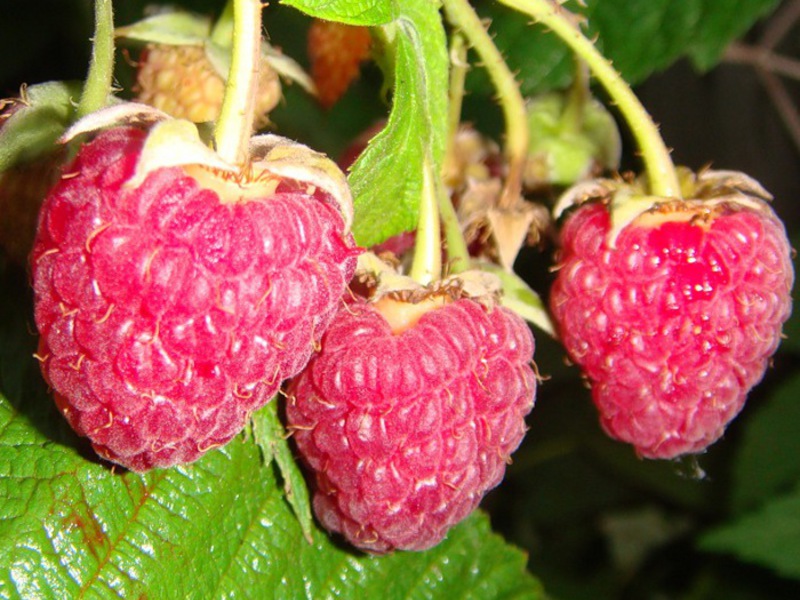 Sorta maline Tarusa Kako maline dozrijevaju