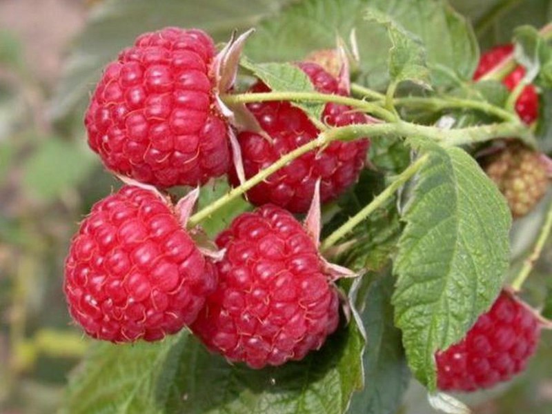 Zrele maline Zrela malina