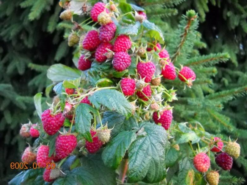 Kako posaditi najbolje maline Berba maline Tarusa