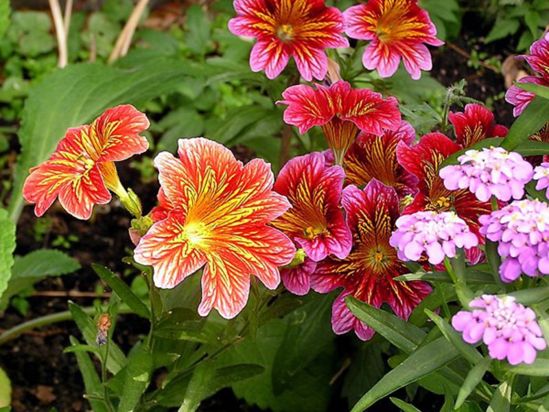 Salpiglossis na mjestu Kako se brinuti za Salpiglossis