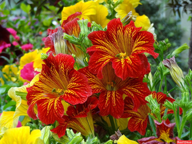 Salpiglossis i njegove vrste Sorte cvijeta Salpiglossis