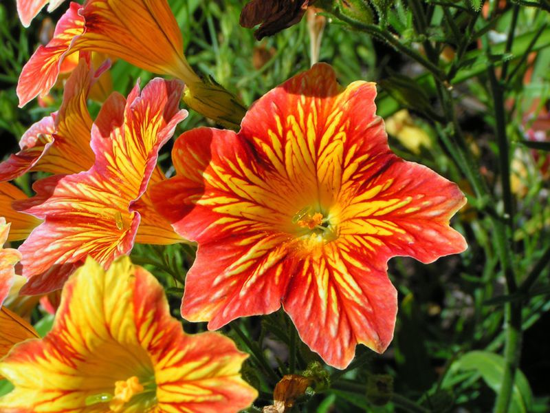 Prekrasna Salpiglossis Kako presaditi Salpiglossis