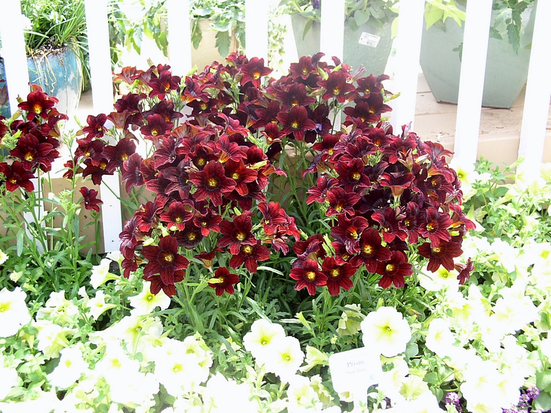 Kako raste cvijet Salpiglossis Sadnja i ostavljanje cvijeta Salpiglossis