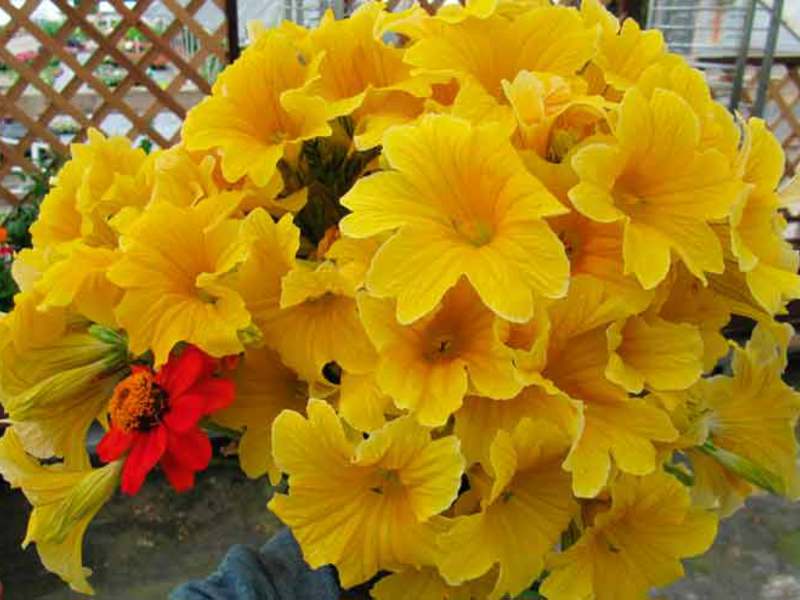 Opis cvijeta Salpiglossis Salpiglossis i njega