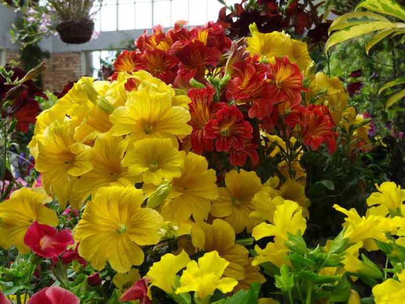 Šarmantni cvijet Salpiglossis Kako izgleda cvijet Salpiglossis