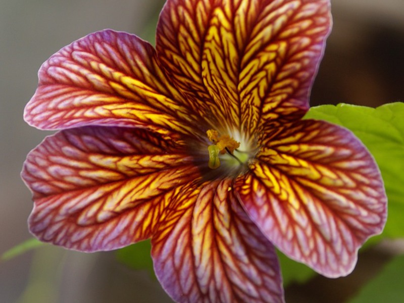 Salpiglossis i njegove vrste Sorte cvijeta Salpiglossis