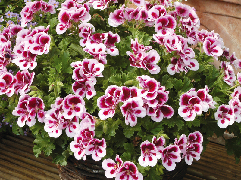 Koje su sorte kraljevske pelargonije Sorte kraljevske pelargonije