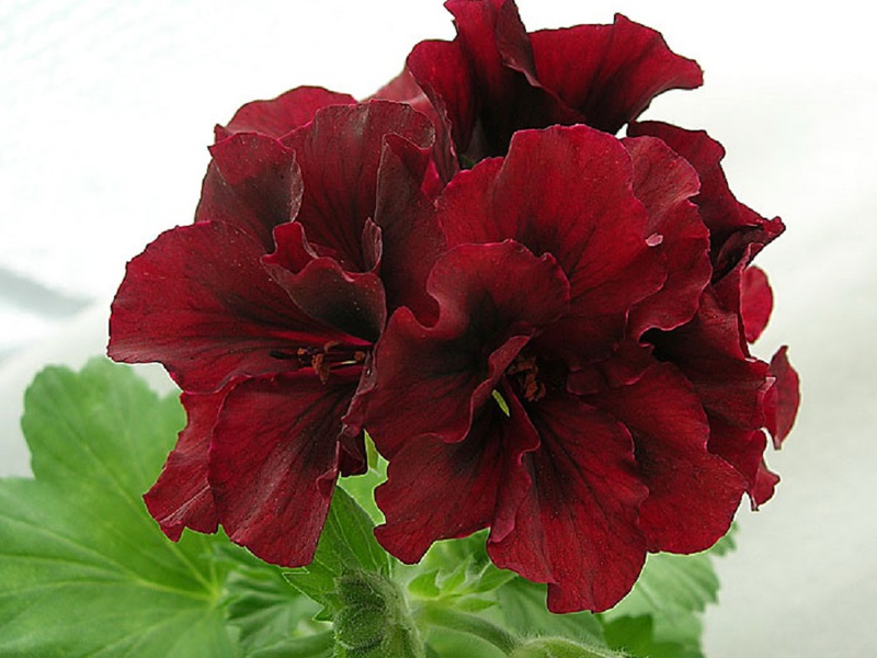 Što je sorta Romeo Royal Pelargonium? Sorta pelargonija kraljevski Romeo