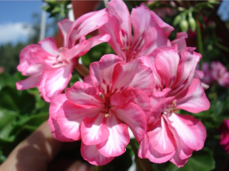 Kakva vrsta cvijeća pelargonija sorte Royal Carme Vrsta cvijeta pelargonija kraljevske sorte Carme