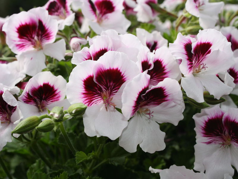 Kako izgleda Royal Pelargonium Angel? Cvjetovi pelargonija sorte kraljevski anđeo