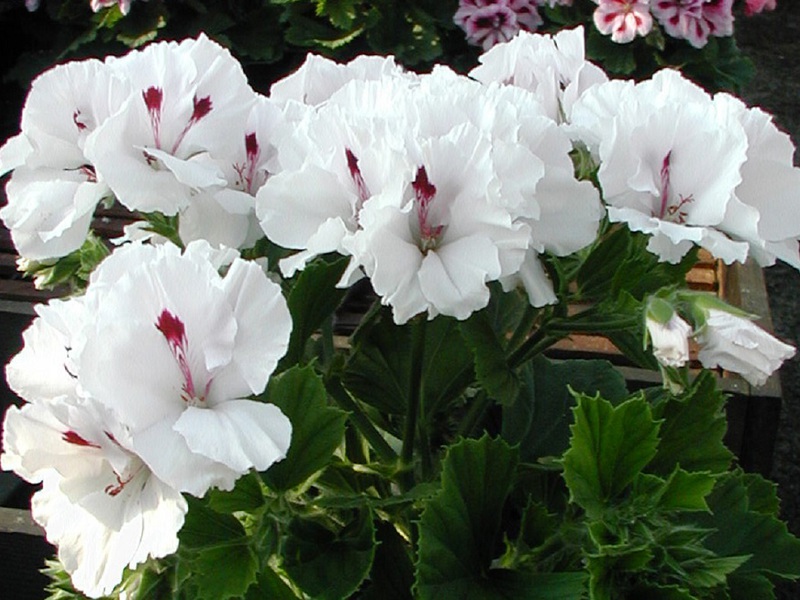 Koji su cvjetovi kraljevske sorte Mona Liza pelargonium Vrsta cvijeća kraljevske pelargonije sorte Mona Liza