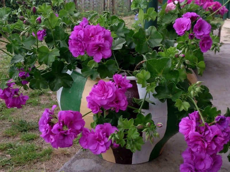 Kako izgledaju hibridne sorte kraljevske pelargonije Opis hibridne sorte kraljevske pelargonije