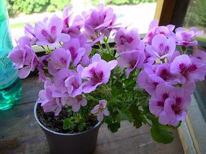 Karakteristike kraljevske pelargonije
