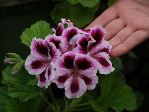 Nijanse brige za kraljevsku pelargoniju tijekom spavanja