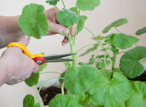 Načini obrezivanja kraljevske pelargonije kod kuće