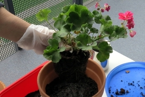 Značajke presađivanja kraljevskog pelargonija kod kuće