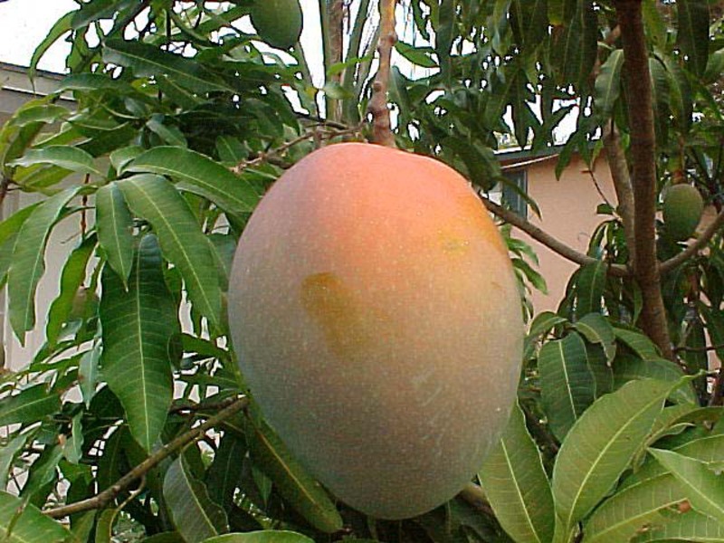 Mango uzgojen u stanu