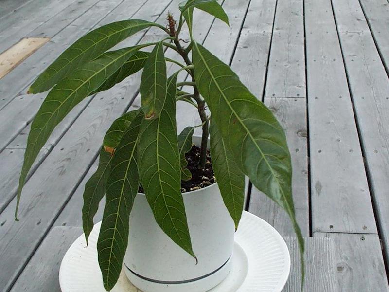 Kako uzgajati mango