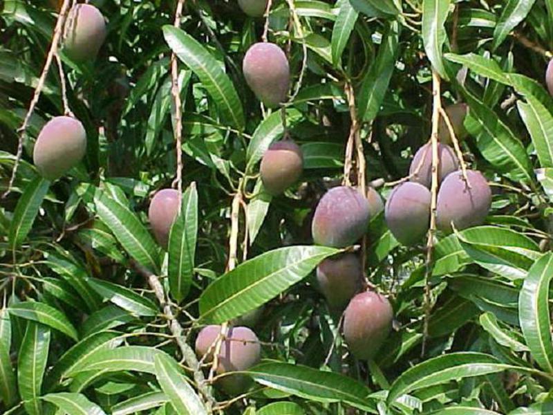 Kako izgleda mango