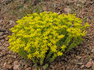 Sedum - vrste, značajke