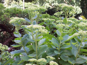 Debelolisni sedum