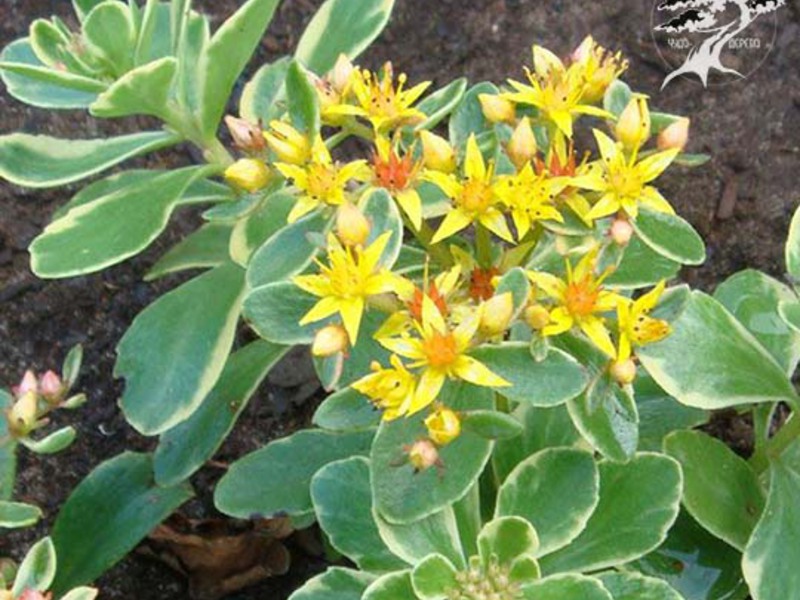 Cvijet kamniča Tajanstveni cvijet - sedum