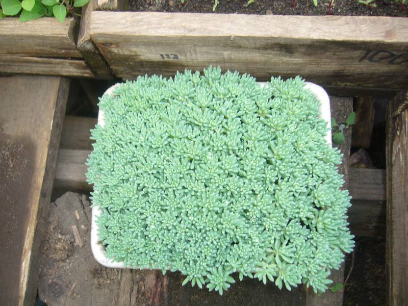 Sedum - vrste, značajke uzgoja Sorte biljaka kamenica