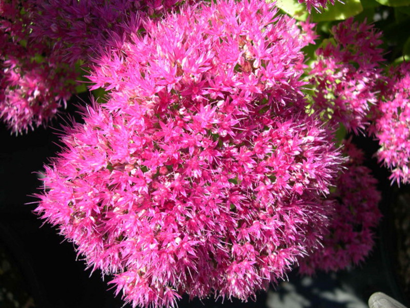 Sedum ružičasta Tajanstveni cvijet - sedum