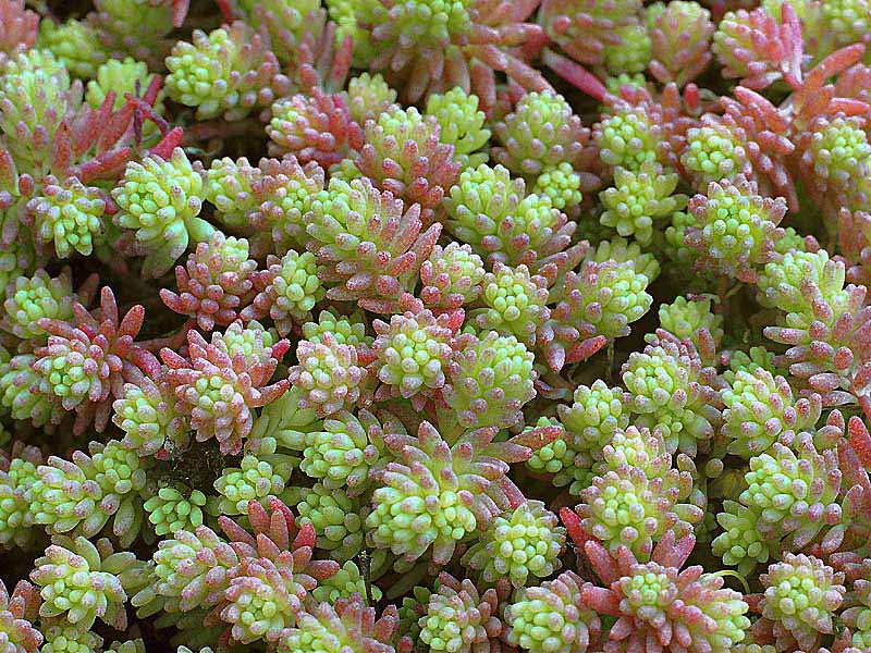 Debelolisni sedum Debelolisni sedum