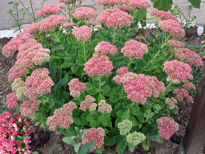 Biljne sorte Kako uzgajati sedum