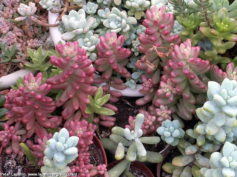 Sieboldov sedum Sedum u krajobraznom dizajnu