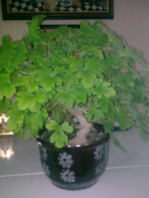 Kako se pravilno brinuti za pelargonije