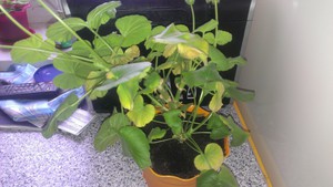 Geranium ne cvjeta što treba učiniti