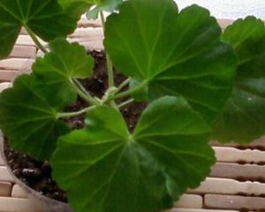 Kako se brinuti za pelargonije